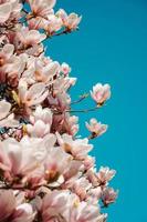 Beautiful Blooming Pink Magnolia Tree Against Sky photo