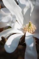 Magnolia stellata star white flower closeup photo