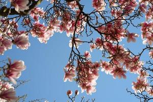 Beautiful Blooming Pink Magnolia Tree Against Sky photo