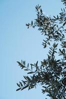 Olive branches against blue sky Vertical
