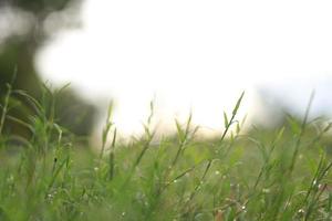 Green grass in nature, fresh morning with dew on the leaves, nature background image photo