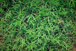 Green grass in nature, fresh morning with dew on the leaves, nature background image photo