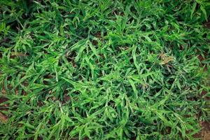 Green grass in nature, fresh morning with dew on the leaves, nature background image photo