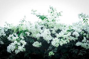 Beautiful white bougainvillea, tropical paper flower blooming in summer garden