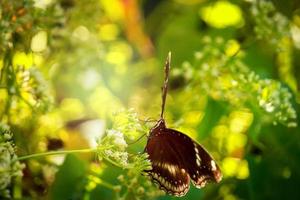mariposa mariposa en flor silvestre en campo de primavera de verano foto