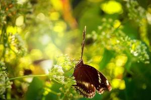 Butterfly butterfly on wild flower  in summer spring field photo