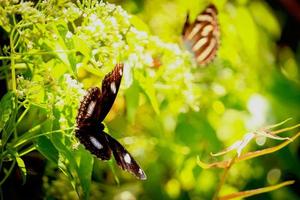 mariposa mariposa en flor silvestre en campo de primavera de verano foto