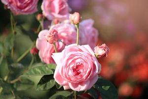 Pink English roses blooming in the summer garden, one of the most fragrant flowers, best smelling, beautiful and romantic flowers
