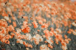 Orange and yellow cosmos flower blooming cosmos flower field, beautiful vivid natural summer garden outdoor park image. photo
