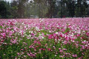 Pink cosmos flower blooming cosmos flower field, beautiful vivid natural summer garden outdoor park image. photo