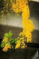 Beautiful golden shower flower Ratchaphruek, tropical yellow flower blooming in summer garden photo