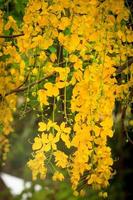 Beautiful golden shower flower Ratchaphruek, tropical yellow flower blooming in summer garden photo