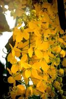 Beautiful golden shower flower Ratchaphruek, tropical yellow flower blooming in summer garden photo
