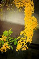 Beautiful golden shower flower Ratchaphruek, tropical yellow flower blooming in summer garden photo