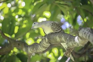 Dove bird restlessly sitting on a tree branch in green summer garden photo