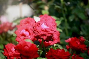 pequeña mariposa sobre rosas rojas que florecen en el jardín de verano, una de las flores más fragantes, las flores con mejor olor, hermosas y románticas foto