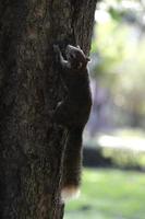 Brown squirrel climbing an old tree in park photo