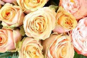 Pink beautiful rose wrapped background, blooming summer flower at flower market, present gift on Valentine's day. photo