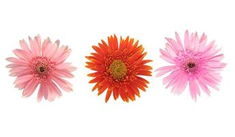 Beautiful blooming orange and pink gerbera daisy flower isolated on white background with clipping path