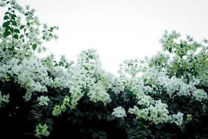hermosa buganvilla blanca, flor de papel tropical que florece en el jardín de verano