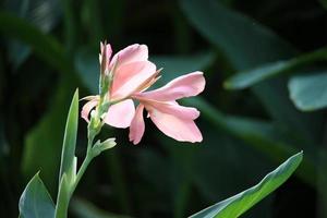 hermoso tiro indio, flor de canna floreciendo en el jardín de primavera verano, flor tropocal con un fondo natural foto