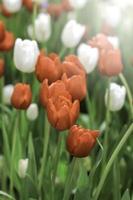 Red and white tulip flower blooming in the spring garden, soft selective focus photo