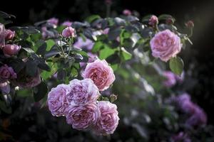 rosas inglesas rosadas que florecen en el jardín de verano, una de las flores más fragantes, la flor con mejor olor, hermosa y romántica foto