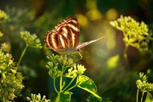 mariposa mariposa en flor silvestre en campo de primavera de verano foto