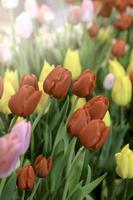 Red tulip blooming in colorful flower field, beauliful spring garden flower, soft selective focus photo