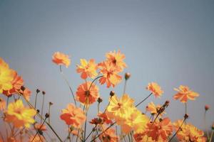 flor de cosmos naranja y amarilla floreciente campo de flores de cosmos, hermosa imagen de parque al aire libre de jardín de verano natural vívido. foto