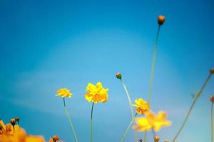 Orange and yellow cosmos flower blooming cosmos flower field, beautiful vivid natural summer garden outdoor park image. photo