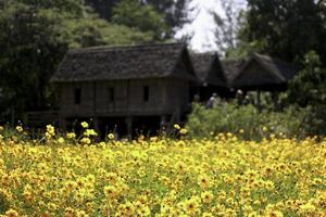 flor de cosmos naranja y amarilla campo de flor de cosmos floreciente con cabaña de estilo tailandés tradicional como fondo, hermosa imagen de parque al aire libre de jardín de verano natural vívido. foto