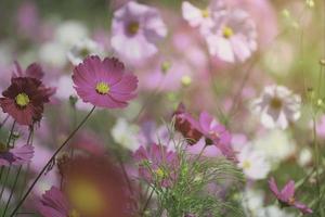flor de cosmos rosa campo de flor de cosmos floreciente, hermosa imagen de parque al aire libre de jardín de verano natural vívido. foto