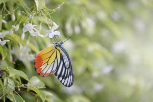 Closeup beautiful butterfly on wild water plum white flower in summer garden, monarch tiger butterfly wildlife insect in nature photo