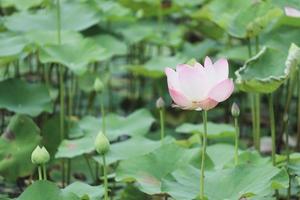 Beautiful bink lotus flower blooming in nature, surrounded by large green lotus leaves. photo