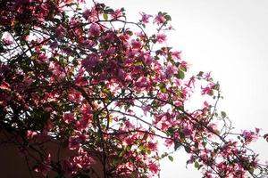 Beautiful pink bougainvillea, tropical paper flower blooming in summer garden photo