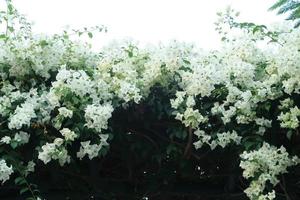Beautiful white bougainvillea, tropical paper flower blooming in summer garden