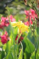 hermoso tiro indio, flor de canna floreciendo en el jardín de primavera verano, flor tropocal con un fondo natural foto