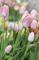 Pink tulip flower blooming in the spring garden, soft selective focus photo