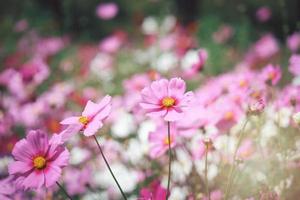 flor de cosmos rosa campo de flor de cosmos floreciente, hermosa imagen de parque al aire libre de jardín de verano natural vívido. foto