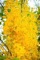 Beautiful golden shower flower Ratchaphruek, tropical yellow flower blooming in summer garden photo