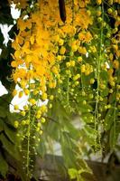 Beautiful golden shower flower Ratchaphruek, tropical yellow flower blooming in summer garden photo