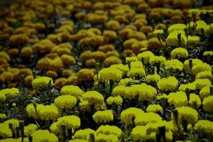 Beautiful yellow marigold flowers blooming in the summer garden photo