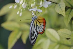 primer plano hermosa mariposa en agua salvaje ciruela flor blanca en el jardín de verano, mariposa monarca tigre fauna insecto en la naturaleza