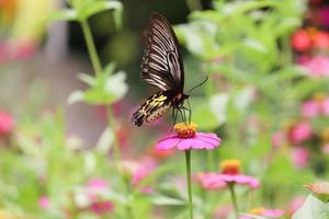 Colorful butterfly insect animal flying on beautiful bright zinnia flower field summer garden,  wildlife in nature background.. photo