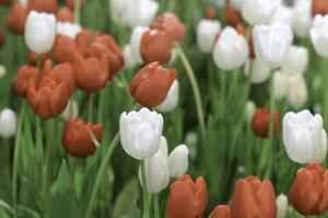 Red and white tulip flower blooming in the spring garden, soft selective focus photo