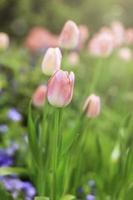 Pink tulip blooming in flower field, beauliful spring garden flower, soft selective focus photo