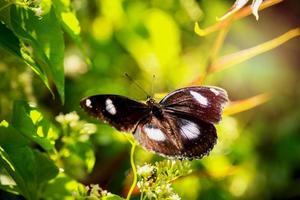 Butterfly butterfly on wild flower  in summer spring field photo