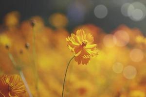 flor de cosmos naranja y amarilla floreciente campo de flores de cosmos, hermosa imagen de parque al aire libre de jardín de verano natural vívido.