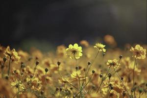 flor de cosmos naranja y amarilla floreciente campo de flores de cosmos, hermosa imagen de parque al aire libre de jardín de verano natural vívido. foto